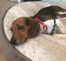 . Forrest - Adoption Pending .