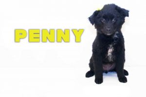 . Penny .