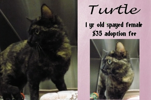 . Turtle .