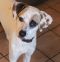 . Gidget .