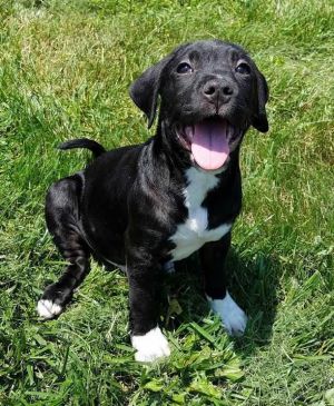 . Happy (Sophia pups) .