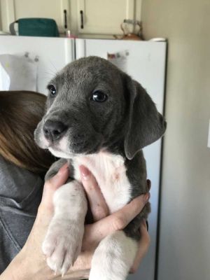 . Sneezy (Sophia pups) .
