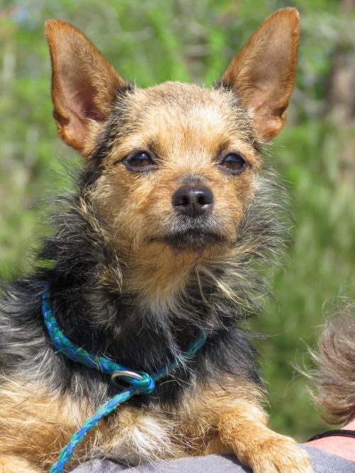 . Dorothy: Adopted! .