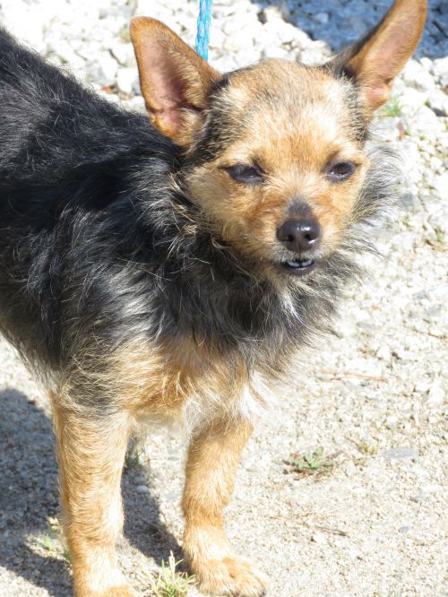 . Dorothy: Adopted! .