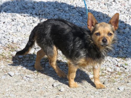 . Dorothy: Adopted! .