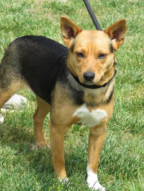 . Katydid: Adopted! .