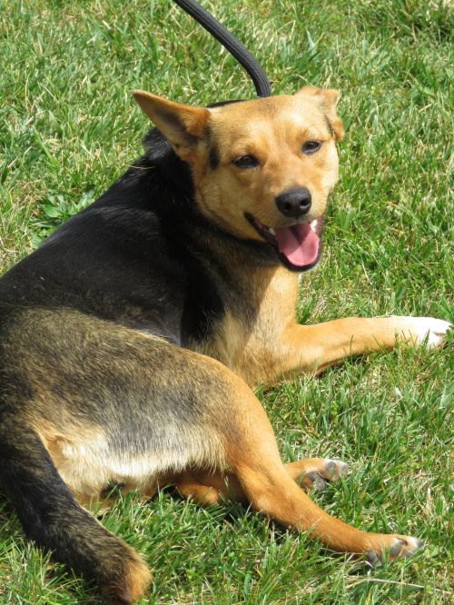 . Katydid: Adopted! .