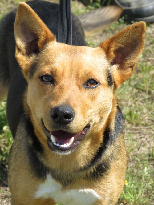 . Katydid: Adopted! .