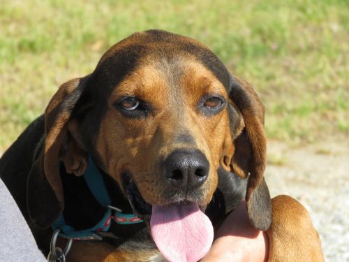 . Annabelle: Adopted! .