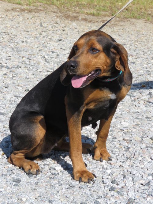 . Annabelle: Adopted! .