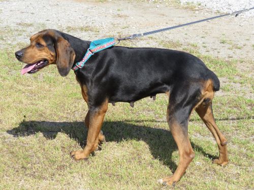 . Annabelle: Adopted! .