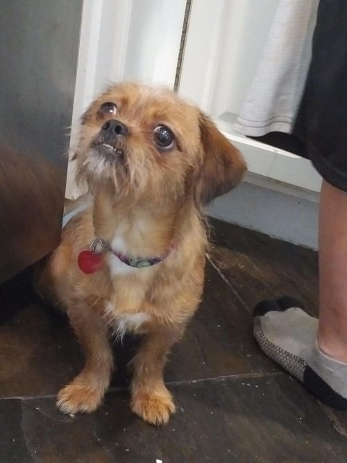 paws yorkie rescue adopt a tiny breed from tiny paws rescue shelter tx paws yorkie rescue adopt a tiny breed from tiny paws rescue shelter tx