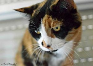 . Caramel (& SweetPea) bonded pair .