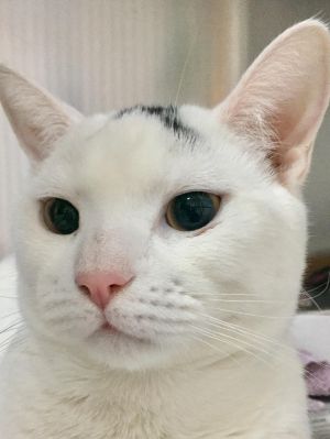 . Jumper- Meet this super friendly guy at Petsmart Manchester! .