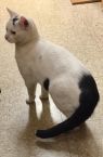 . Jumper- Meet this super friendly guy at Petsmart Manchester! .