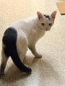. Jumper- Meet this super friendly guy at Petsmart Manchester! .
