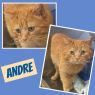 Andre