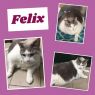 Felix