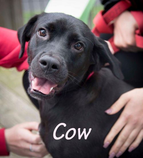 . Cow .
