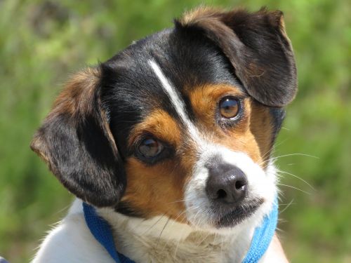 . Slugger: Adopted! .