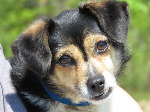 . Sweet Spot: Adopted! .