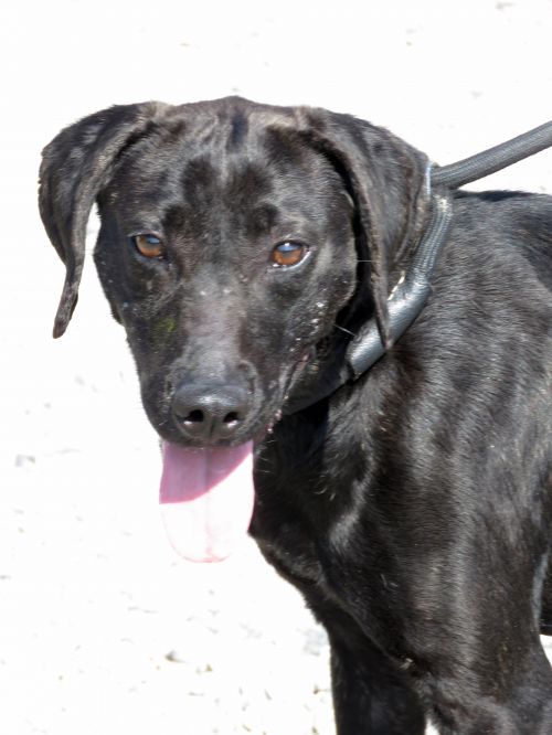 . Pocahontas: Adopted! .