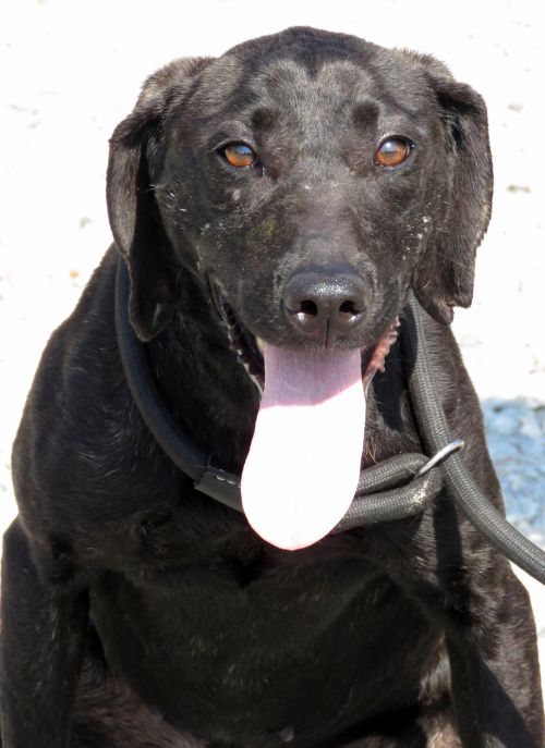 . Pocahontas: Adopted! .