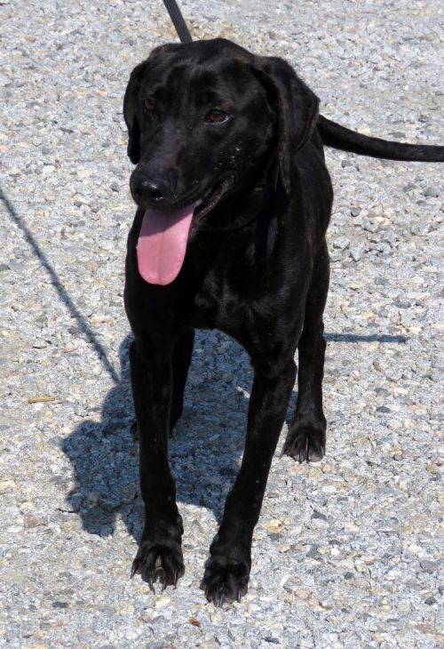 . Pocahontas: Adopted! .