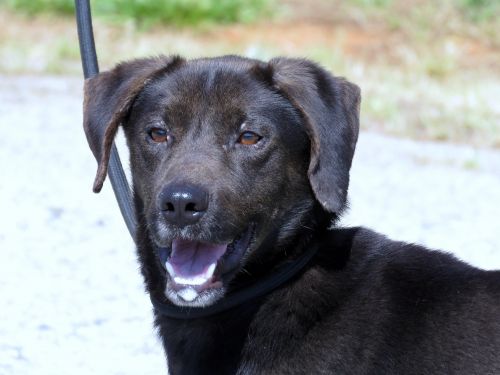 . Chase: Adopted! .