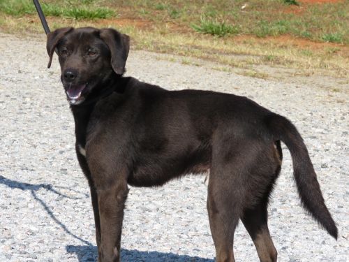 . Chase: Adopted! .