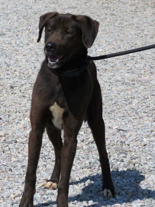 . Chase: Adopted! .
