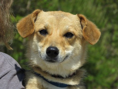 . Harper: Adopted! .