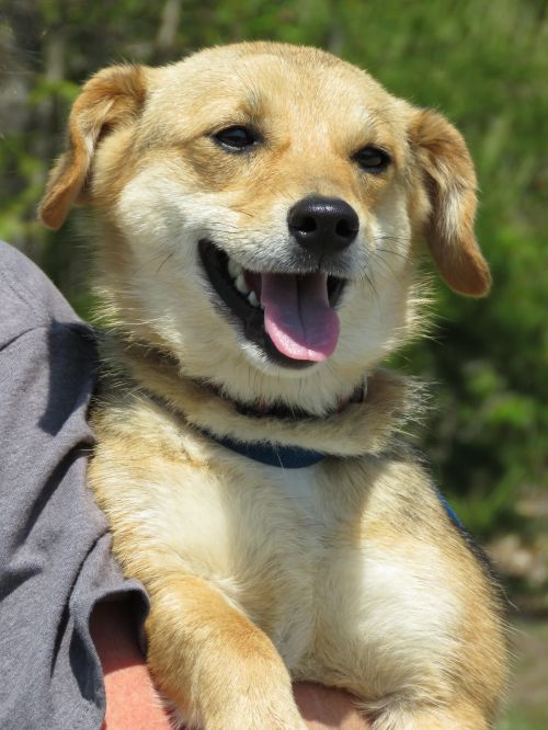 . Harper: Adopted! .