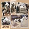 Zorra