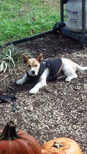 . Oddie and Buddy/CP .