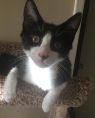 . Kona (bonded to Mocha) .