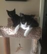 . Kona (bonded to Mocha) .