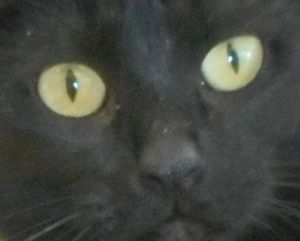 Photo of Raven At Petco St Peters Daily