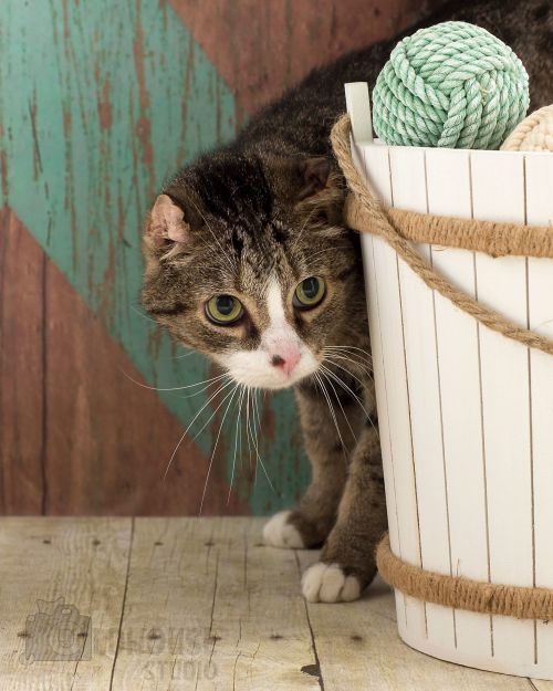 . Durron - Colony Cat! .