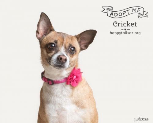 . Cricket .