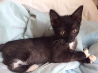 . Oreo .