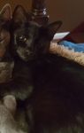 . Cookie - URGENT!!!! .