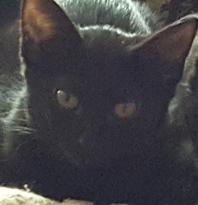 . Bear - URGENT!!! .
