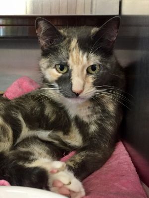 . Spice-I need an adult-only home. Come meet me at Petsmart Manchester! .