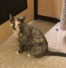 . Spice-I need an adult-only home. Come meet me at Petsmart Manchester! .