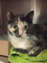 . Spice-I need an adult-only home. Come meet me at Petsmart Manchester! .