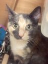 . Spice-I need an adult-only home. Come meet me at Petsmart Manchester! .