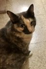 . Spice-I need an adult-only home. Come meet me at Petsmart Manchester! .
