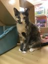 . Spice-I need an adult-only home. Come meet me at Petsmart Manchester! .