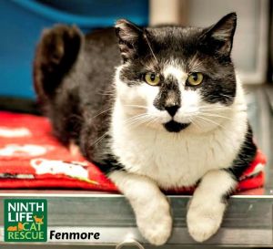 . Fenmore .